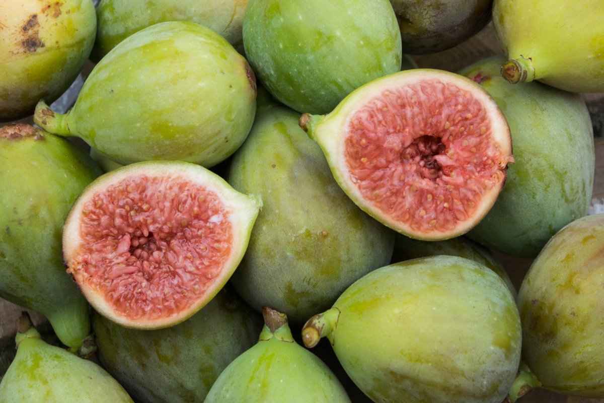  Fig Fruit purchase price + excellent sale 