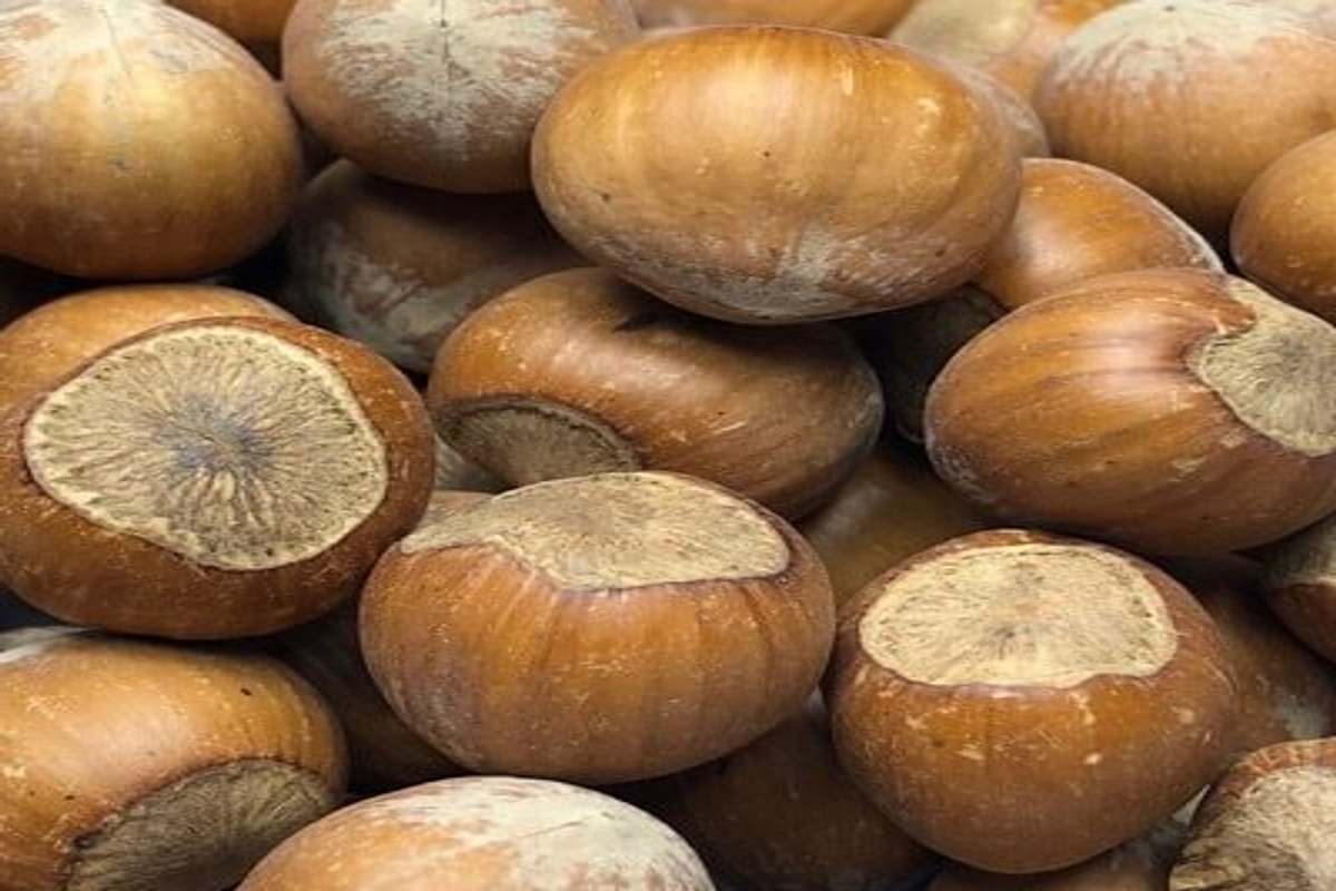 Roasted hazelnuts in shell