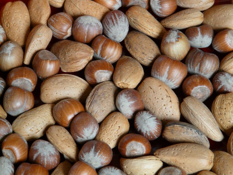 bulk hazelnuts in shell