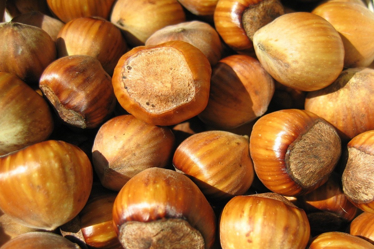 Roasted hazelnuts in shell