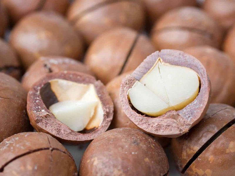 Introducing raw hazelnuts in shell + the best purchase price
