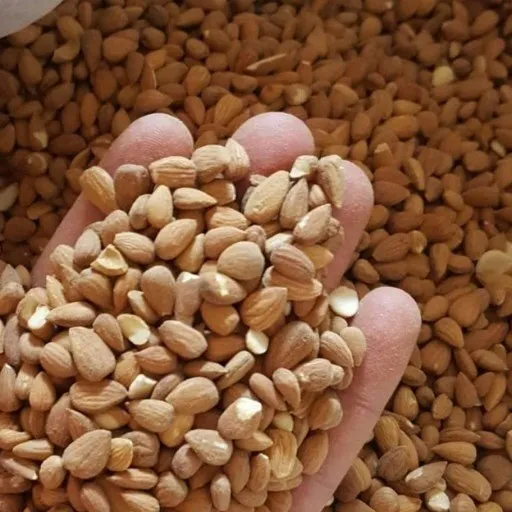 Buy raw almonds nuts + best price