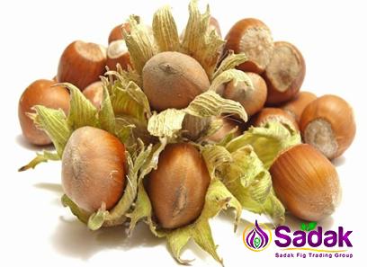 Buy the latest types of freshtone hazelnut at a reasonable price