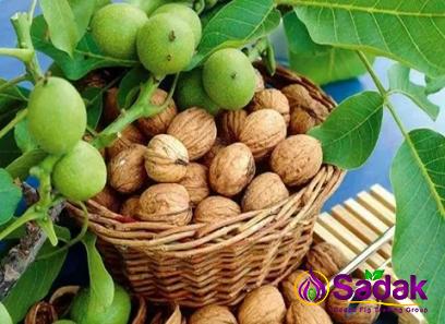 Buy fresh walnuts in green shell + best price