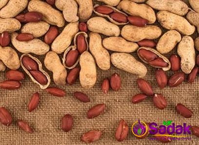 Buy the latest types of ashburn big peanut