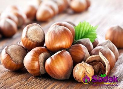 Buy the latest types of fresh hazelnut at a reasonable price