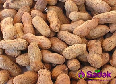 Buy fresh dug peanuts types + price