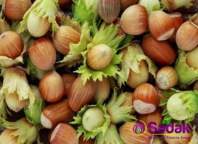 Buy organic hazelnuts in shell types + price